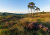 ashdown forest