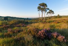 ashdown forest